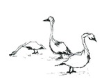 Geese by Dennis Toy