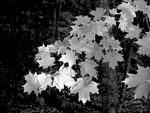 Maple Leaves by Paul Janoian